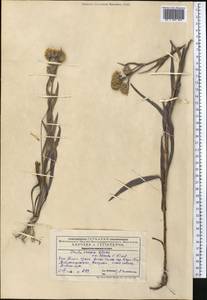 Pentanema caspicum (F. K. Blum ex Ledeb.) G. V. Boiko, Korniy. & Mosyakin, Middle Asia, Western Tian Shan & Karatau (M3) (Kazakhstan)