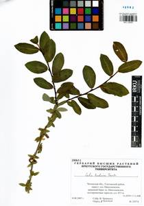 Salix kochiana Trautv., Siberia, Baikal & Transbaikal region (S4) (Russia)