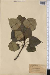 Populus balsamifera L., America (AMER) (United States)