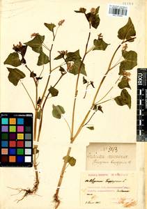 Fagopyrum esculentum Moench, Siberia, Baikal & Transbaikal region (S4) (Russia)