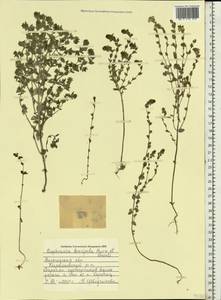 Euphrasia ×vernalis List, Eastern Europe, Northern region (E1) (Russia)