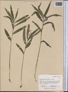 Maianthemum stellatum (L.) Link, America (AMER) (United States)