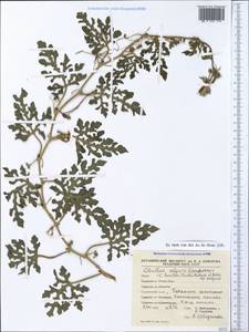 Citrullus lanatus (Thunb.) Matsumura & Nakai, Crimea (KRYM) (Russia)