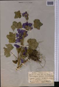 Malva sylvestris L., Middle Asia, Northern & Central Kazakhstan (M10) (Kazakhstan)