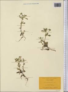Viola kitaibeliana Schult., America (AMER) (United States)