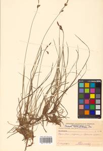 Carex rariflora (Wahlenb.) Sm., Siberia, Russian Far East (S6) (Russia)