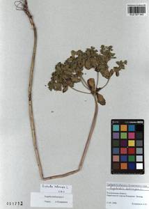 KUZ 001 642, Euphorbia helioscopia L., Siberia, Altai & Sayany Mountains (S2) (Russia)