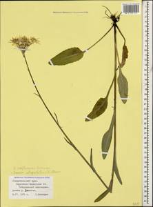 Tephroseris cladobotrys subsp. subfloccosa (Schischk.) Greuter, Caucasus, Stavropol Krai, Karachay-Cherkessia & Kabardino-Balkaria (K1b) (Russia)