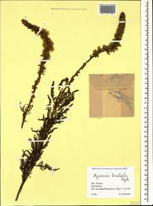 Myricaria bracteata Royle, Caucasus, Krasnodar Krai & Adygea (K1a) (Russia)