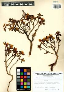 Rhododendron adamsii Rehder, Siberia, Baikal & Transbaikal region (S4) (Russia)