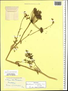 Astrodaucus orientalis (L.) Drude, Caucasus, Armenia (K5) (Armenia)