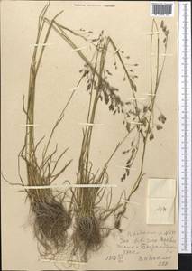 Poa sibirica Roshev., Middle Asia, Western Tian Shan & Karatau (M3) (Uzbekistan)