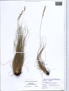 Festuca valesiaca Schleich. ex Gaudin, Caucasus, Azerbaijan (K6) (Azerbaijan)