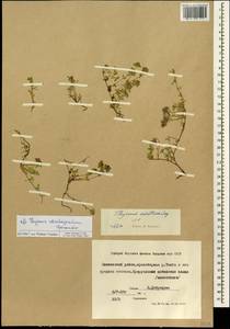 Thymus verchojanicus Doronkin, Siberia, Yakutia (S5) (Russia)