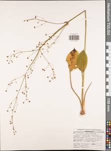 Alisma plantago-aquatica L., Eastern Europe, Central region (E4) (Russia)