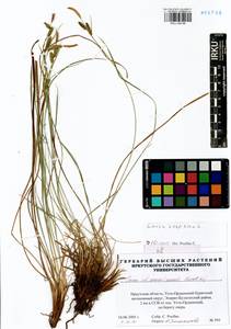 Carex erawinensis Korotky, Siberia, Baikal & Transbaikal region (S4) (Russia)