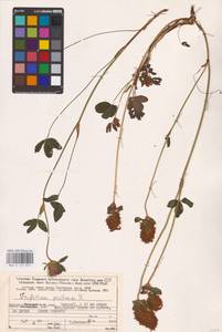Trifolium pratense L., Eastern Europe, Northern region (E1) (Russia)