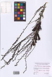 Cytisus scoparius (L.) Link, Eastern Europe, North-Western region (E2) (Russia)