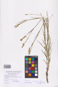 Dianthus monadelphus subsp. pallens (Sm.) Greuter & Burdet, Eastern Europe, Rostov Oblast (E12a) (Russia)