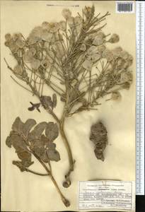 Leontice leontopetalum subsp. ewersmannii (Bunge) Coode, Middle Asia, Pamir & Pamiro-Alai (M2) (Uzbekistan)