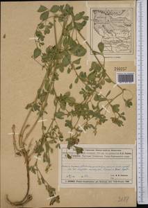 Medicago sativa L., Middle Asia, Muyunkumy, Balkhash & Betpak-Dala (M9) (Kazakhstan)