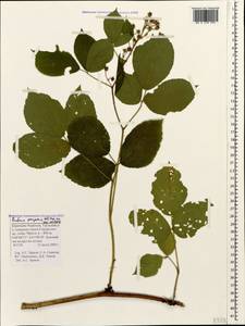 Rubus serpens Weihe ex Lej. & Courtois, Caucasus, Stavropol Krai, Karachay-Cherkessia & Kabardino-Balkaria (K1b) (Russia)