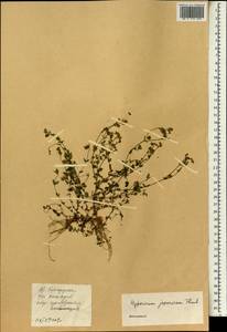 Hypericum japonicum Thunb., South Asia, South Asia (Asia outside ex-Soviet states and Mongolia) (ASIA) (China)