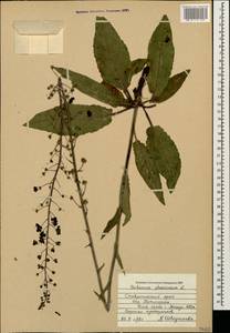 Verbascum phoeniceum L., Caucasus, Stavropol Krai, Karachay-Cherkessia & Kabardino-Balkaria (K1b) (Russia)