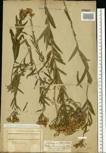 Galatella sedifolia subsp. dracunculoides (Lam.) Greuter, Eastern Europe, South Ukrainian region (E12) (Ukraine)