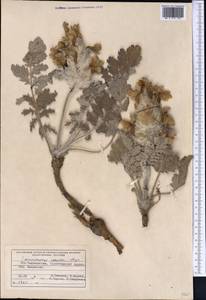 Phlomoides speciosa (Rupr.) Adylov, Kamelin & Makhm., Middle Asia, Pamir & Pamiro-Alai (M2) (Tajikistan)