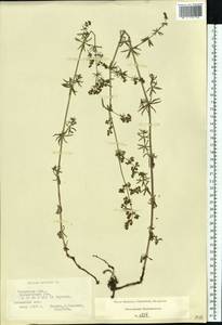 Galium mollugo L., Eastern Europe, Central region (E4) (Russia)