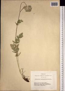 Seseli condensatum (L.) Rchb. fil., Siberia, Altai & Sayany Mountains (S2) (Russia)