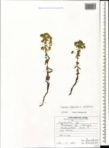 Euphorbia daghestanica Geltman, Caucasus, North Ossetia, Ingushetia & Chechnya (K1c) (Russia)