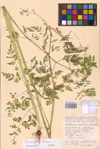 Chaerophyllum bulbosum L., Eastern Europe, Lower Volga region (E9) (Russia)
