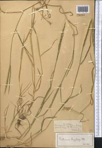 Aegilops crassa Boiss. ex Hohen., Middle Asia, Northern & Central Tian Shan (M4) (Kazakhstan)