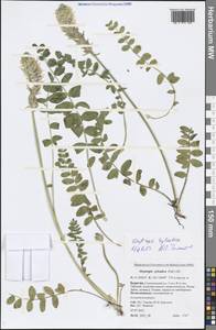 Oxytropis sylvatica (Pall.) DC., Siberia, Baikal & Transbaikal region (S4) (Russia)