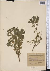 Euphorbia, America (AMER) (Mexico)