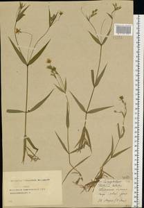 Rabelera holostea (L.) M. T. Sharples & E. A. Tripp, Eastern Europe, Central forest-and-steppe region (E6) (Russia)