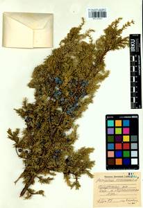 Juniperus communis L., Siberia, Baikal & Transbaikal region (S4) (Russia)