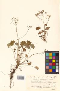 Micranthes astilbeoides (Losinsk.) Tkach, Siberia, Russian Far East (S6) (Russia)