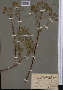 Spiraea trilobata L., Middle Asia, Pamir & Pamiro-Alai (M2) (Tajikistan)