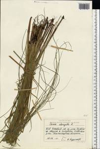 Carex elongata L., Eastern Europe, North Ukrainian region (E11) (Ukraine)