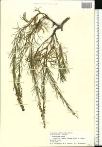 Artemisia salsoloides Willd., Eastern Europe, Central forest-and-steppe region (E6) (Russia)