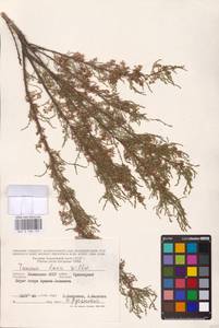 Tamarix laxa Willd., Eastern Europe, Lower Volga region (E9) (Russia)