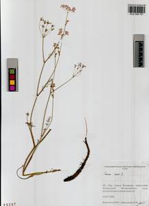 Carum carvi L., Siberia, Altai & Sayany Mountains (S2) (Russia)