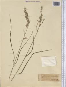 Bromus ciliatus L., America (AMER) (Italy)