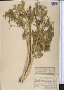 Ferula akitschkensis B. Fedtsch. ex Koso-Pol., Middle Asia, Northern & Central Tian Shan (M4) (Kazakhstan)