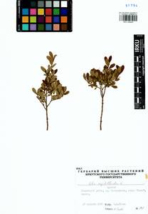 Salix myrtilloides L., Siberia, Baikal & Transbaikal region (S4) (Russia)