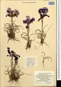 Iris iberica subsp. lycotis (Woronow) Takht., Caucasus, Armenia (K5) (Armenia)