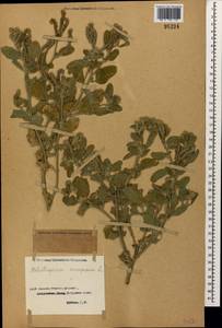 Heliotropium europaeum L., Caucasus, Dagestan (K2) (Russia)